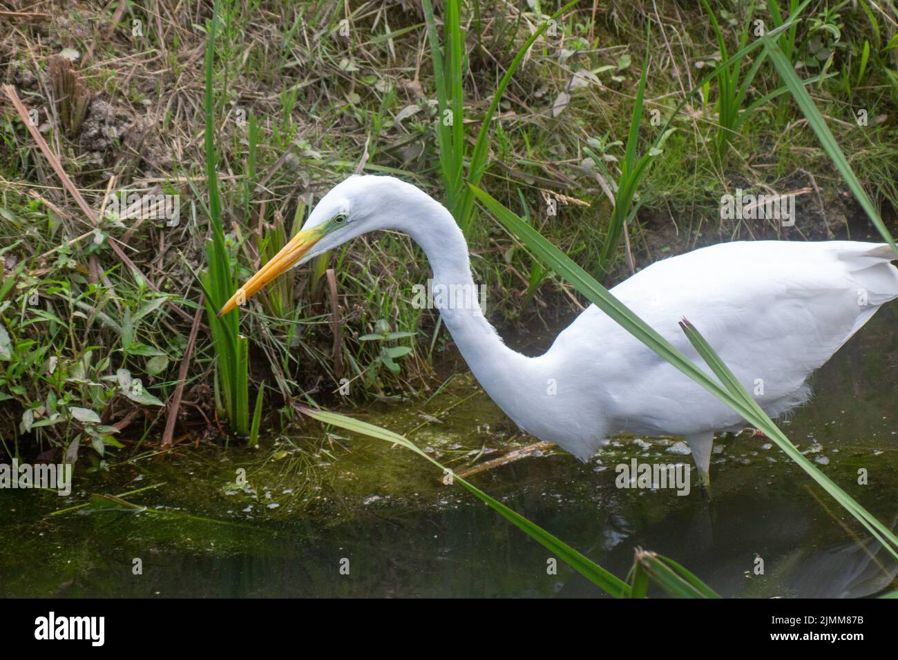 a large egret bird stands in the water full length portrait Stock Photo