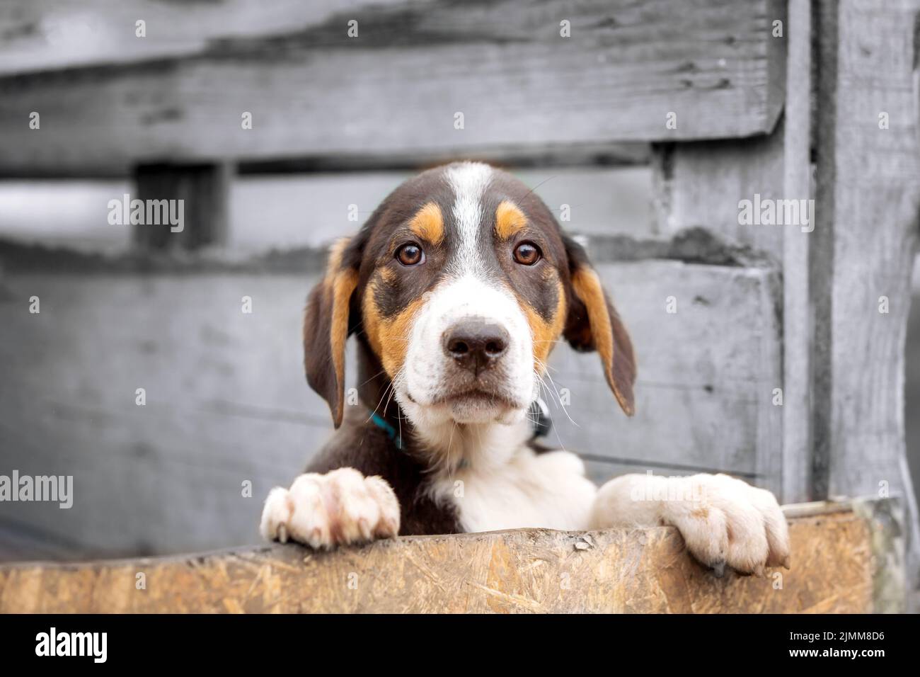 Portrait of sad dog puppy in shelter behind fence Stock Photo