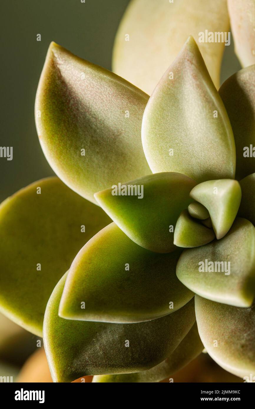 Close up succulent plant Stock Photo