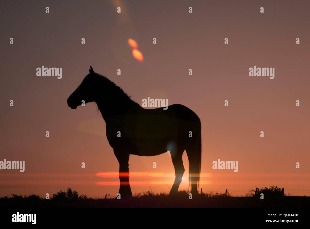 horse silhouette with a beautiful sunset background Stock Photo - Alamy