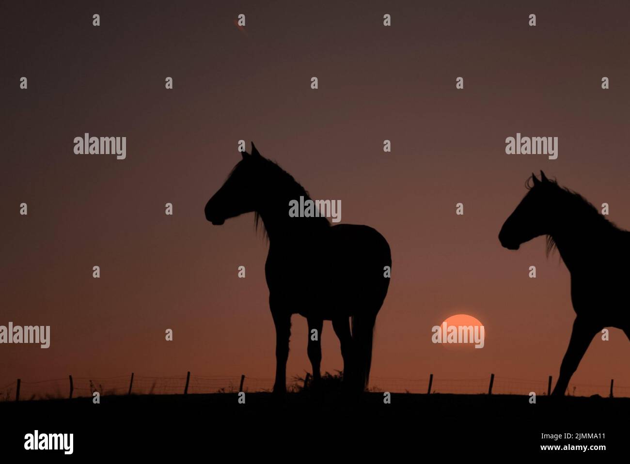 horse silhouette with a beautiful sunset background Stock Photo - Alamy