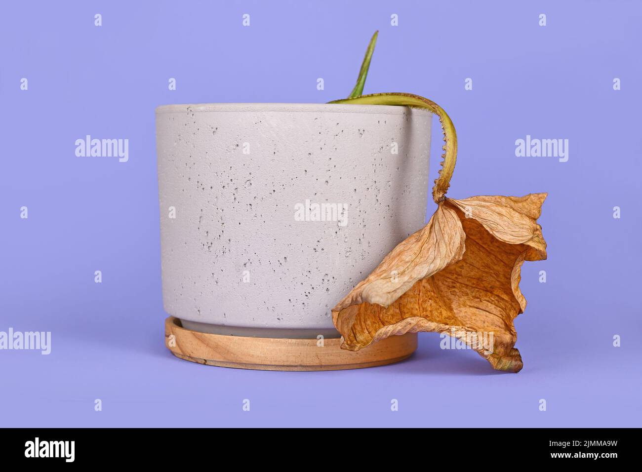 Dying houseplant with hanging dry leaf in flower pot on ciolet background Stock Photo