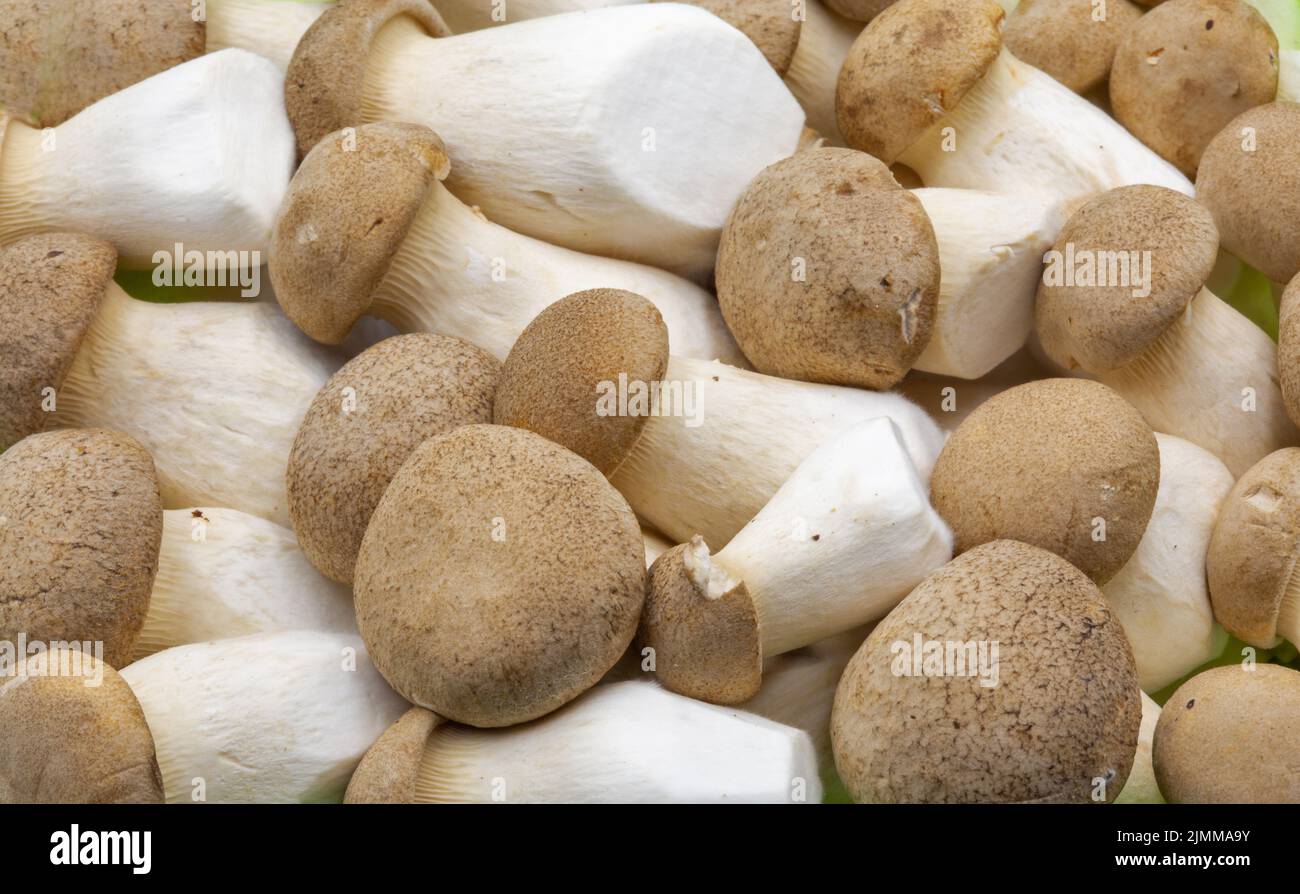 Pleurotus eryngii (also known as king trumpet mushroom, French horn, eryngi, oyster, king brown mushroom, boletus, trumpet royale) closeup. It is an e Stock Photo