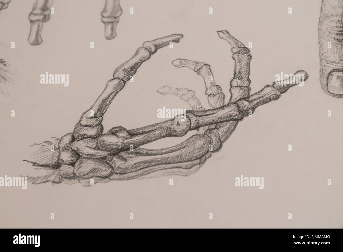 Anatomy study of human body parts Stock Photo - Alamy