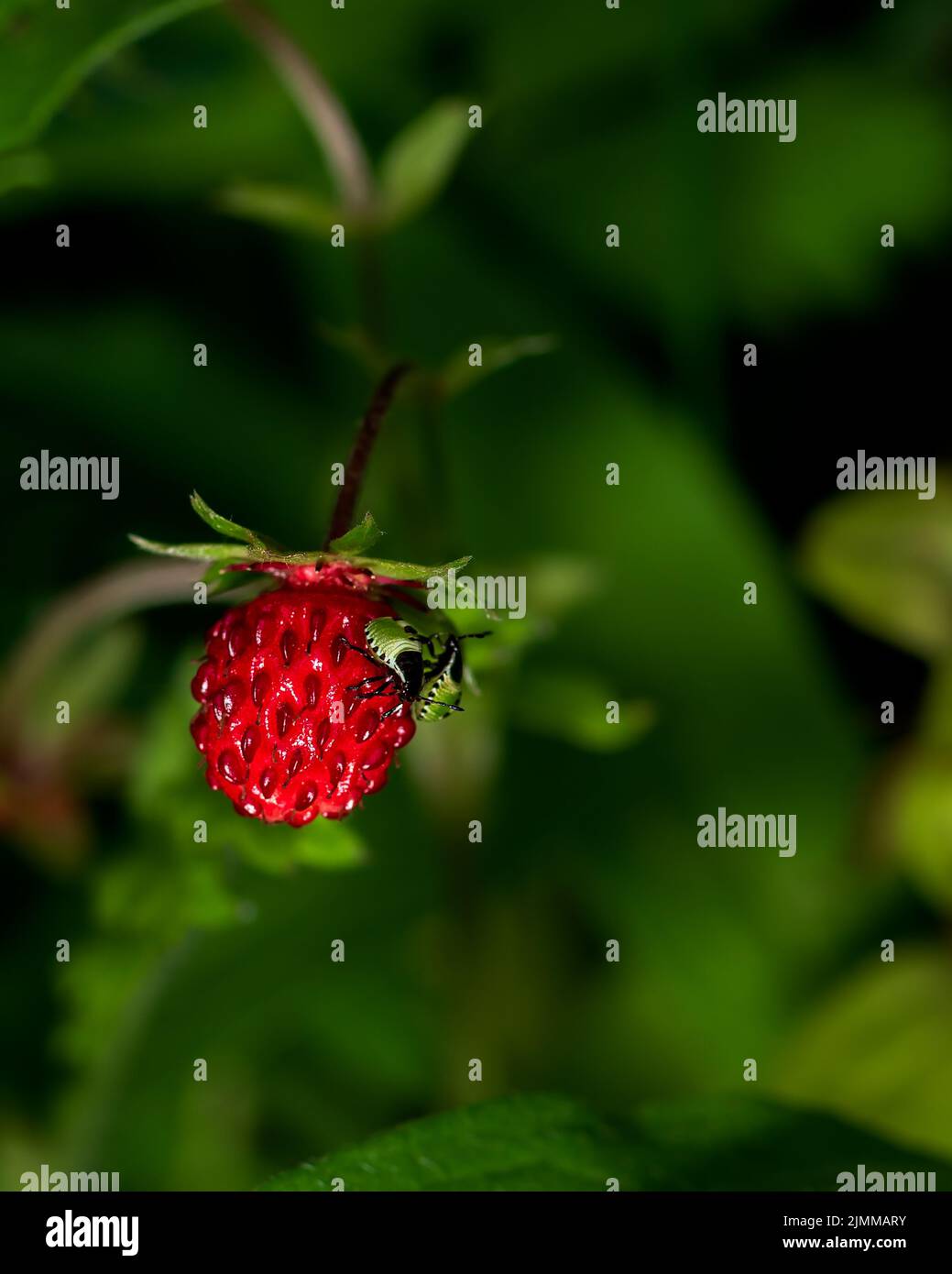 Bugs eating forest strawberry, closeup photo of a first fruit Stock