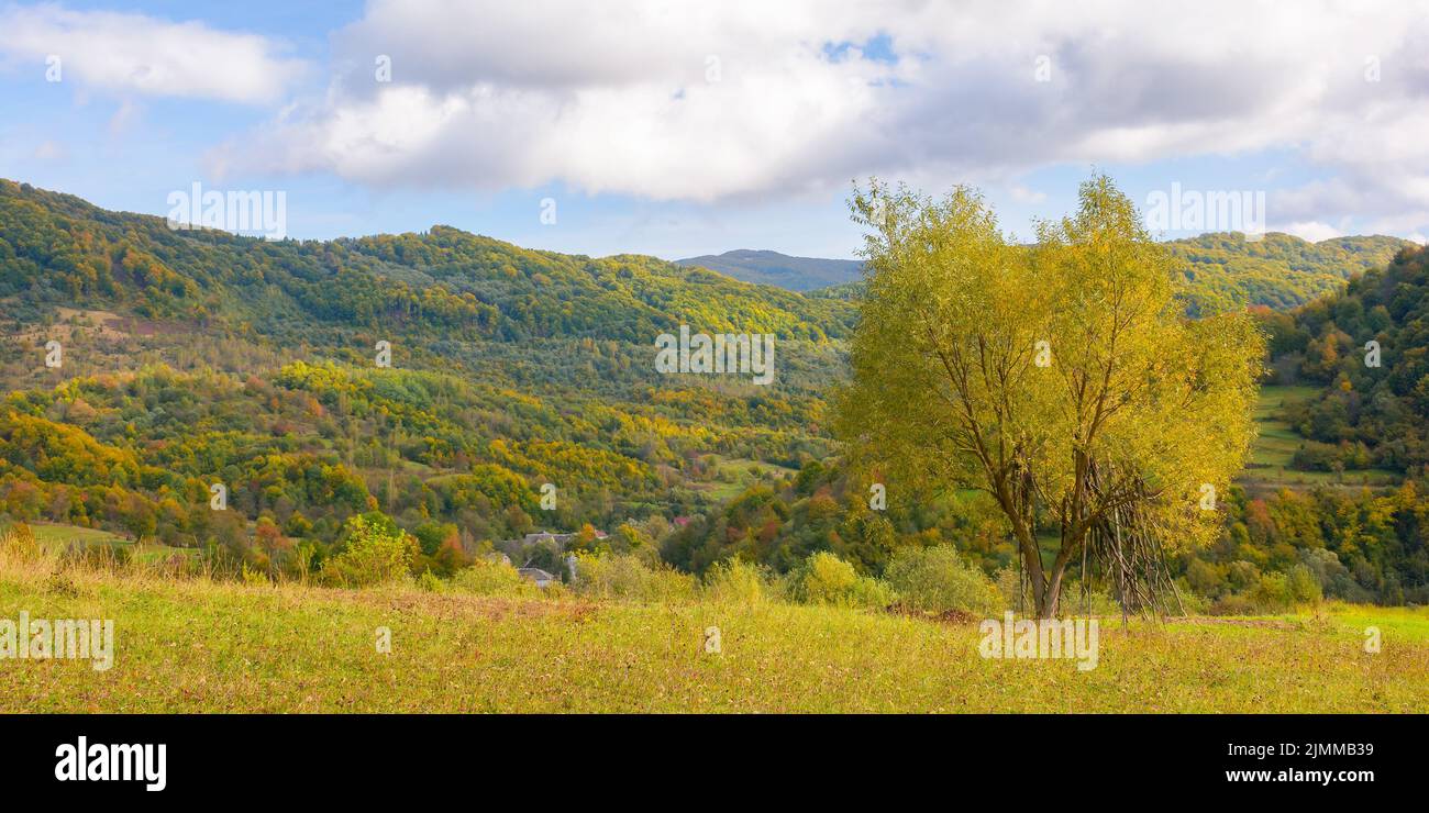 yellow tree in rural landscape. mountainous countryside scenery in early autumn. distant valley and steep hills in fall colors. sunny weather with blu Stock Photo