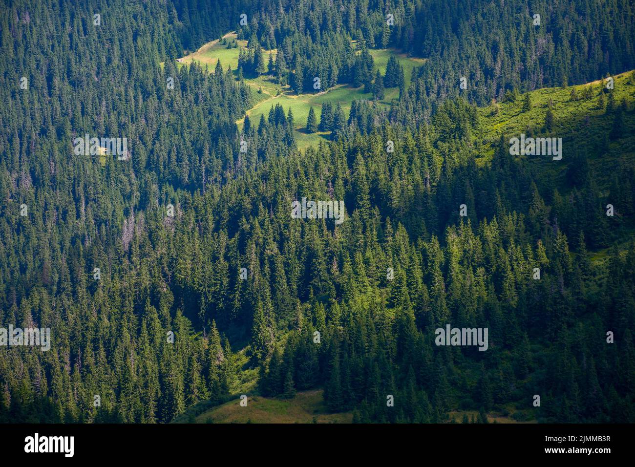 forested hills in dappled light. beautiful nature scenery in summer. spruce trees on steep grassy slopes Stock Photo