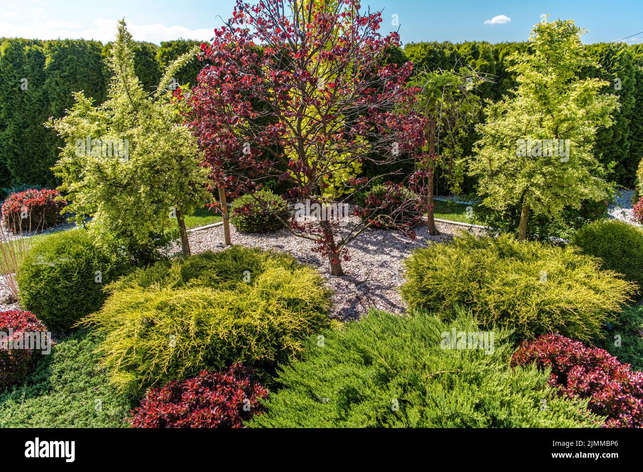 Aerial View of Beautifully Landscaped Garden with Variety of Plants. Large Red Maple Tree in the Middle Surrounded by Thujas, Hornbeam Trees and All K Stock Photo