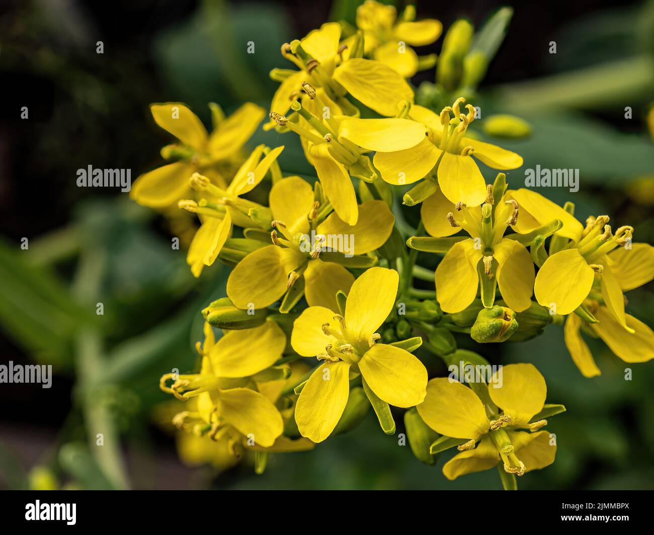 Yellow mustard garden hires stock photography and images Alamy