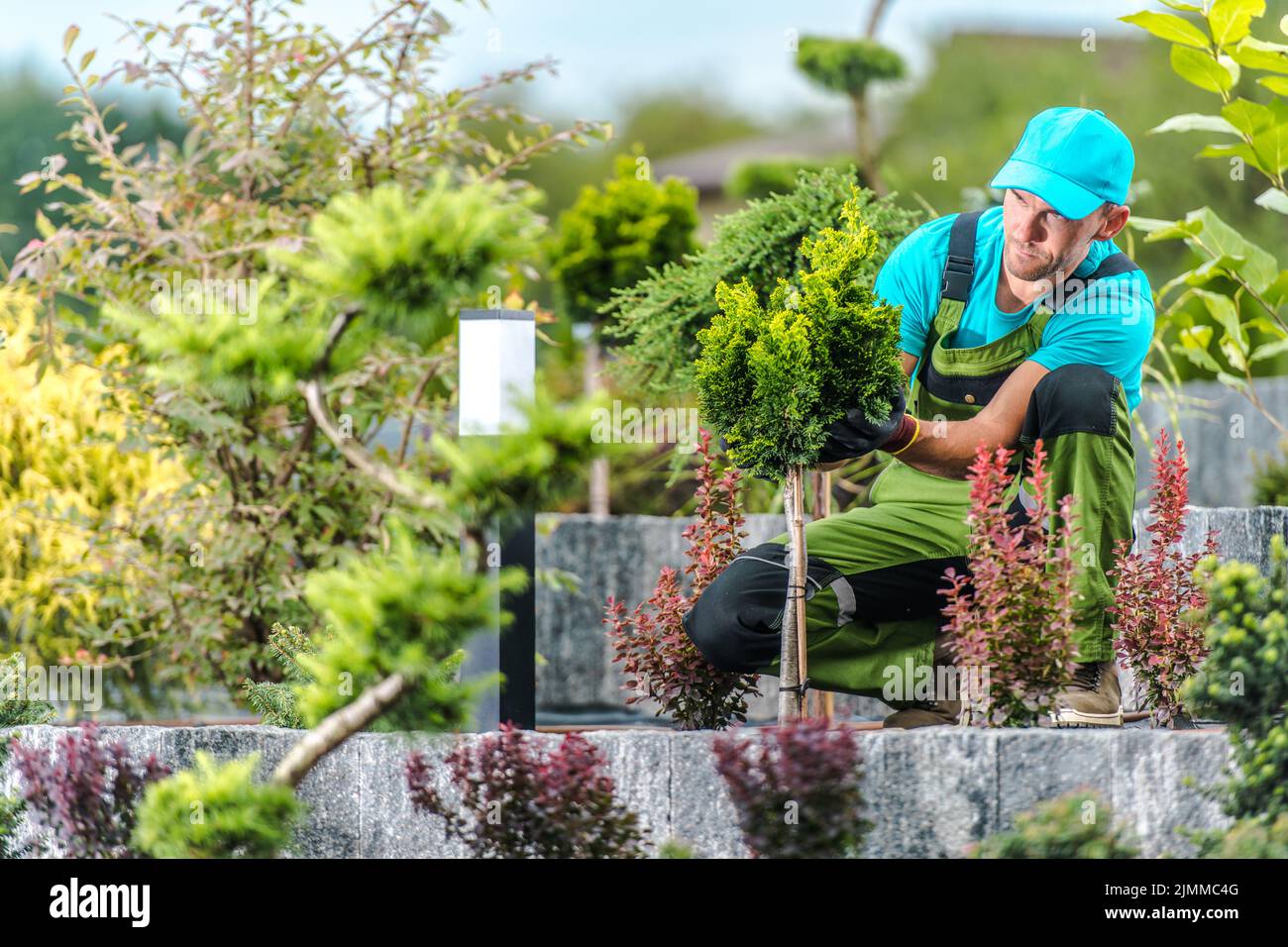 Caucasian Male Landscape Gardener Staking Up and Securing a Fleshly Planted Green Shrub to Support Its Proper Growth. Professional Landscape Design Th Stock Photo