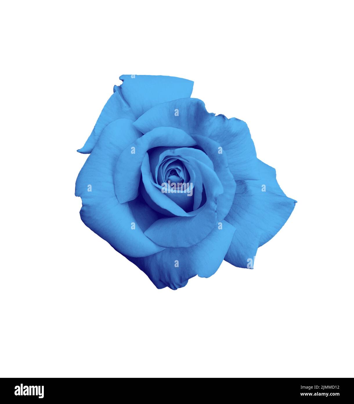 Gorgeous blue rose isolated on white background Stock Photo - Alamy