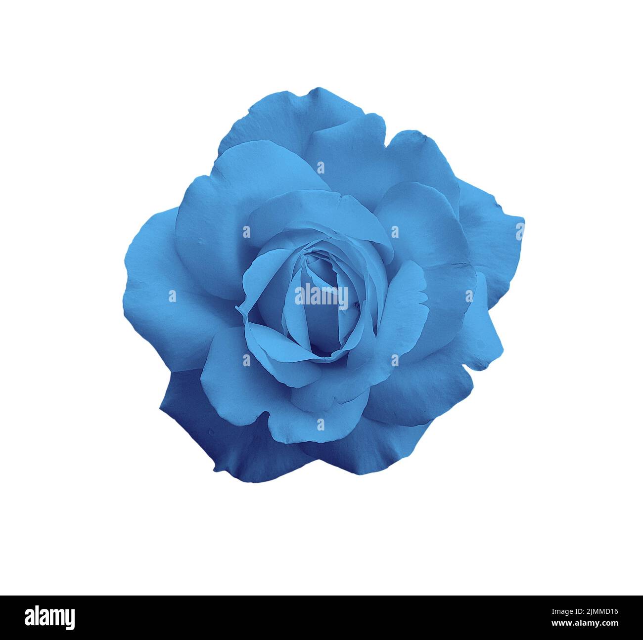 Gorgeous blue rose isolated on white background Stock Photo - Alamy