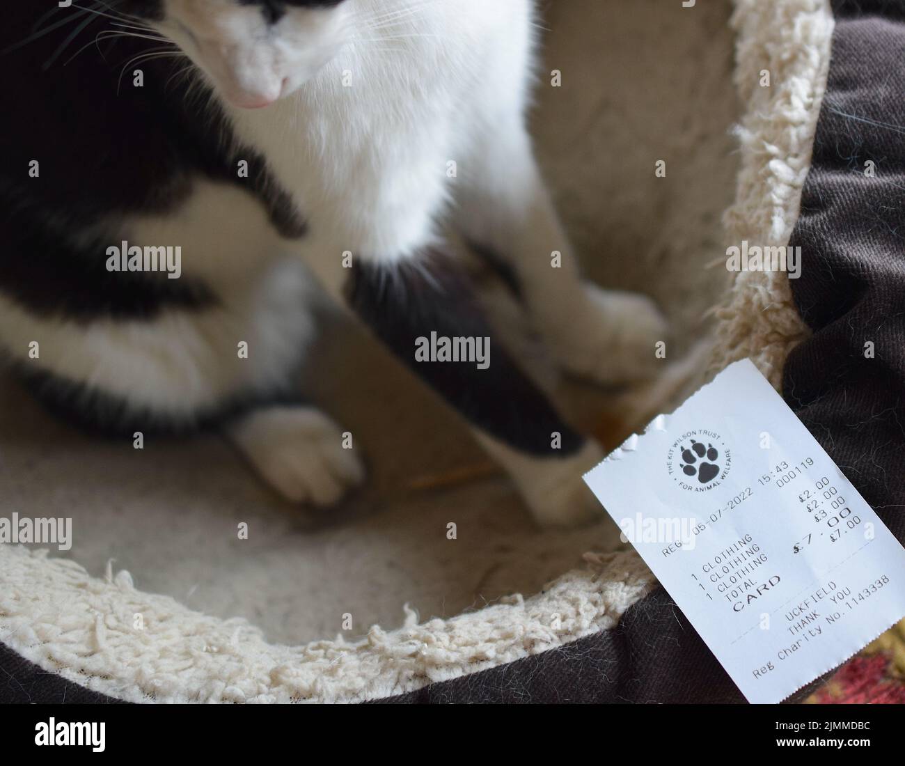 Cat protection charity shop receipt and a cat on background Stock Photo