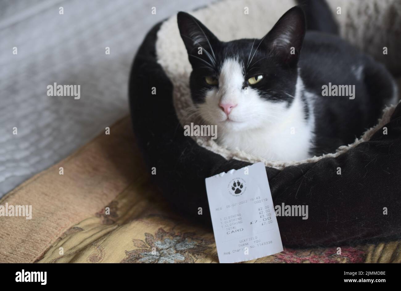 Cat protection charity shop receipt and a cat on background Stock Photo