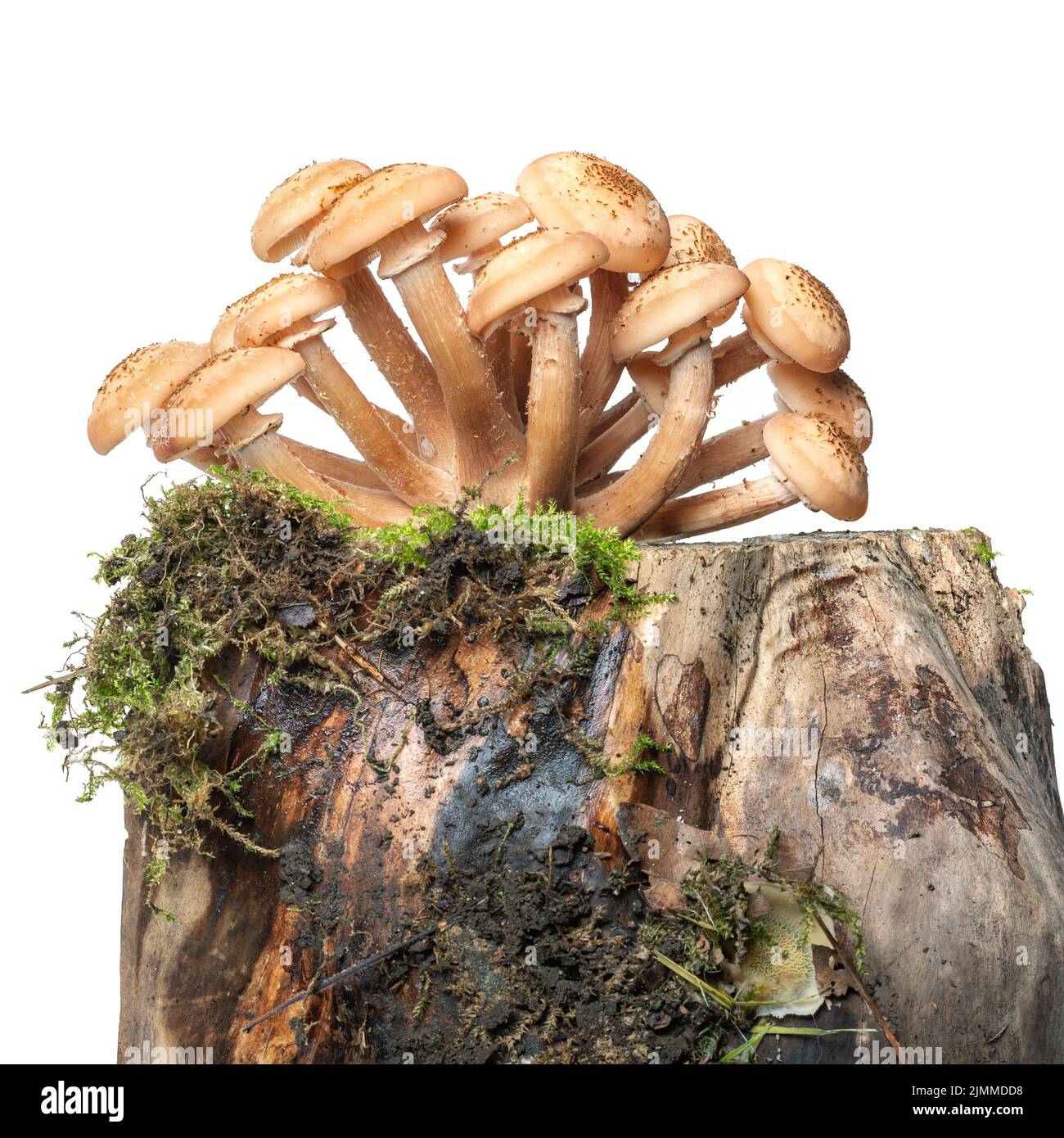 Forest mushrooms of Honey fungus Armillaria isolated on stump and moss Stock Photo