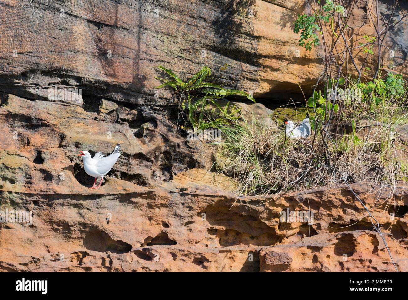 August 2022: Seagulls or Silver Gulls (Chroicocephalus novaehollandiae) nesting in a pocket on a sandstone cliff in Sydney Harbour, Australia Stock Photo