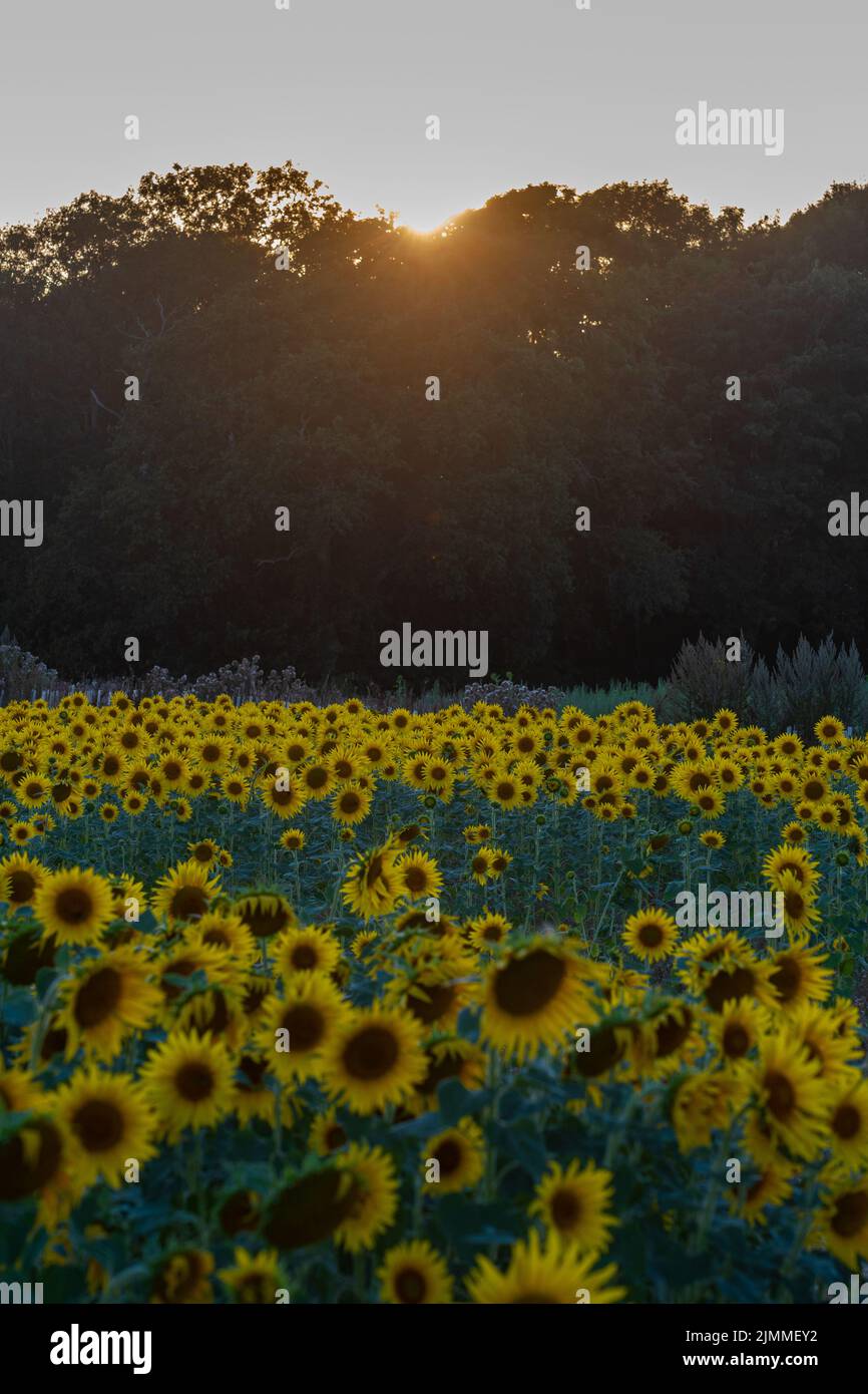 Field of sunflowers during August or summer in evening light, Hampshire, England, UK Stock Photo
