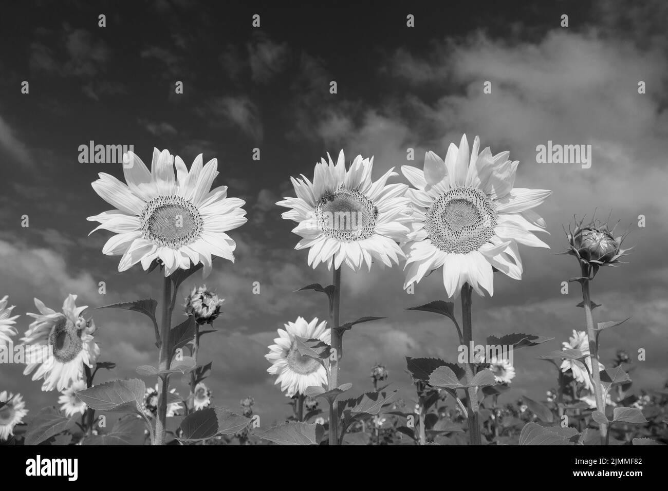 Black and white artistic photo of blooming sunflowers on the dark sky ...