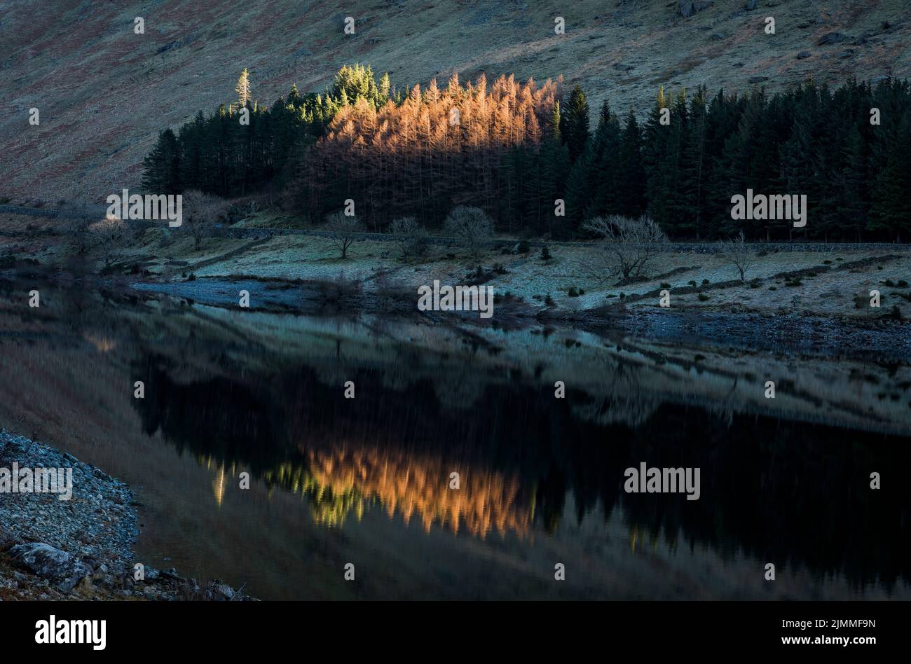 Late afternoon sun lighting treetops and reflected in flat surface of Hawswater Reservoir with heavy winter frost on shore in shade. Stock Photo