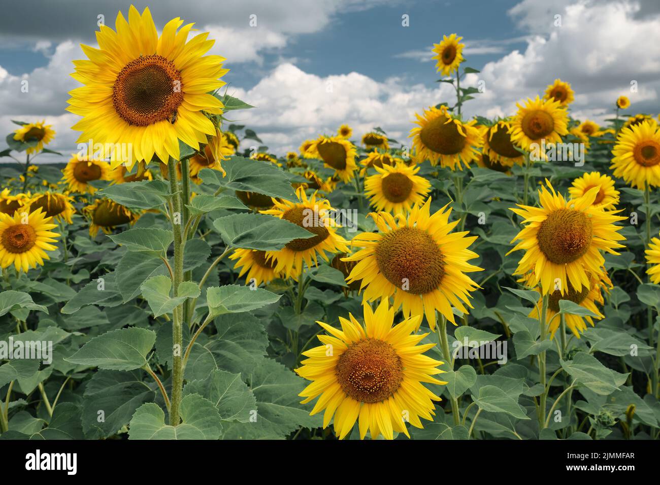 Blooming sunflowers of different height on the sunflower field Stock