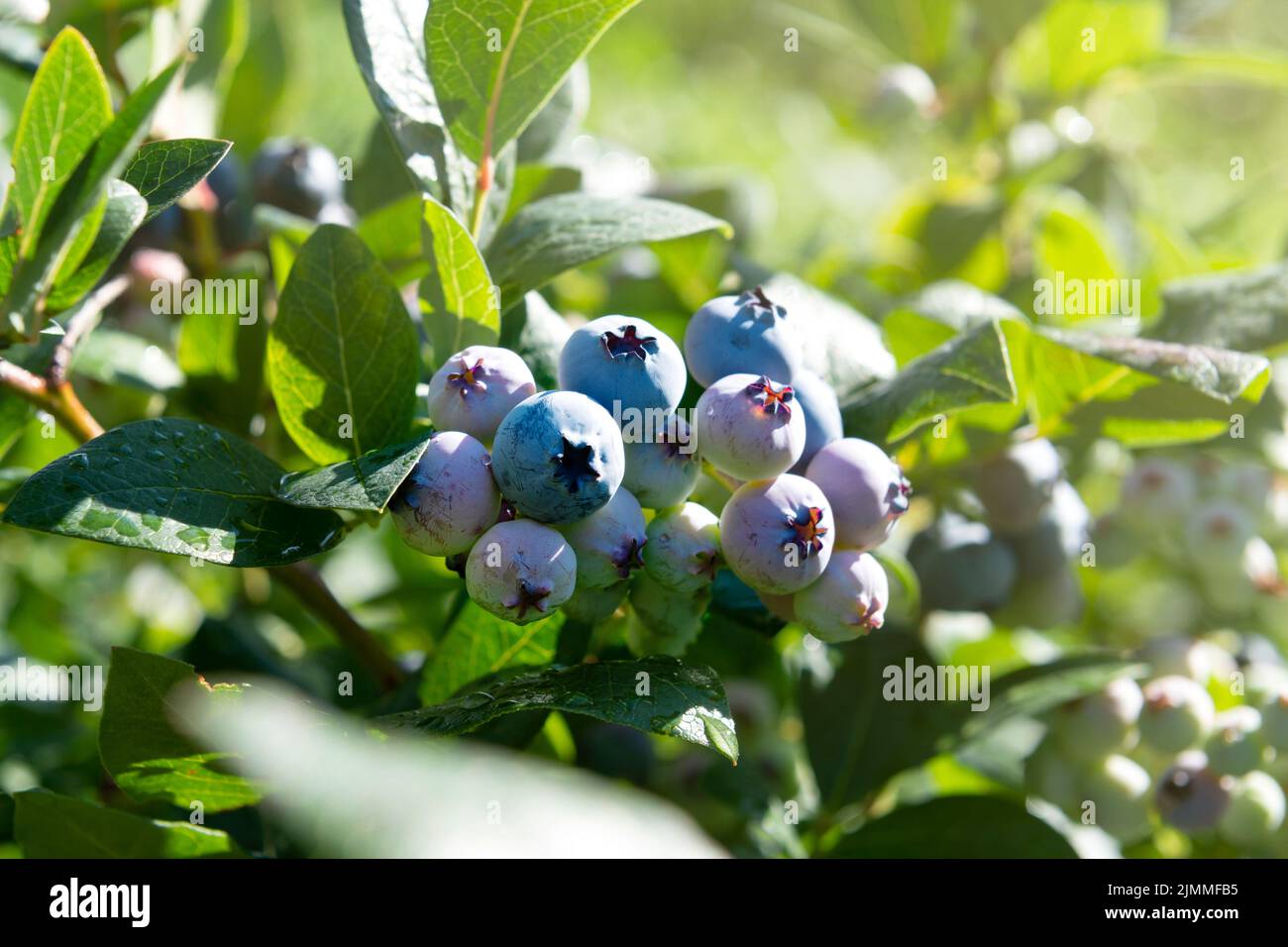 Delicious blueberries growing on a bush, sunny day in the garden Stock