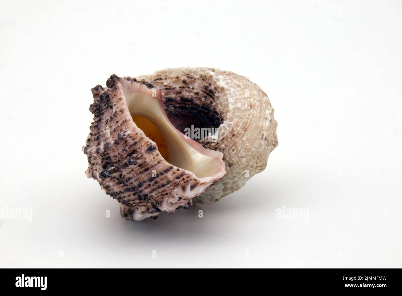 Seashell isolated on white background. Space for text Stock Photo
