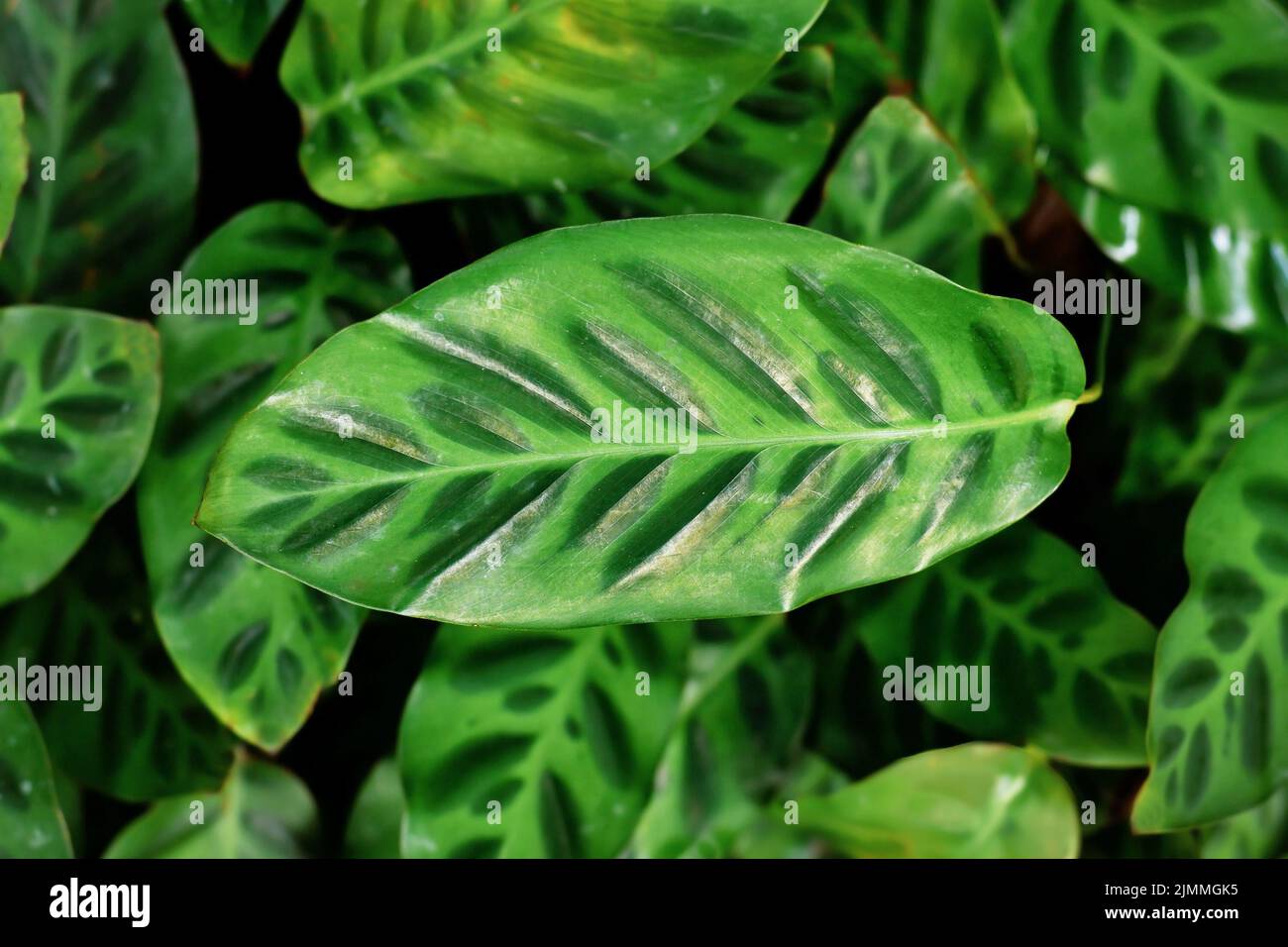 Exotic 'Calathea Wiotii' plant with multicolored green stripe pattern on leaves Stock Photo