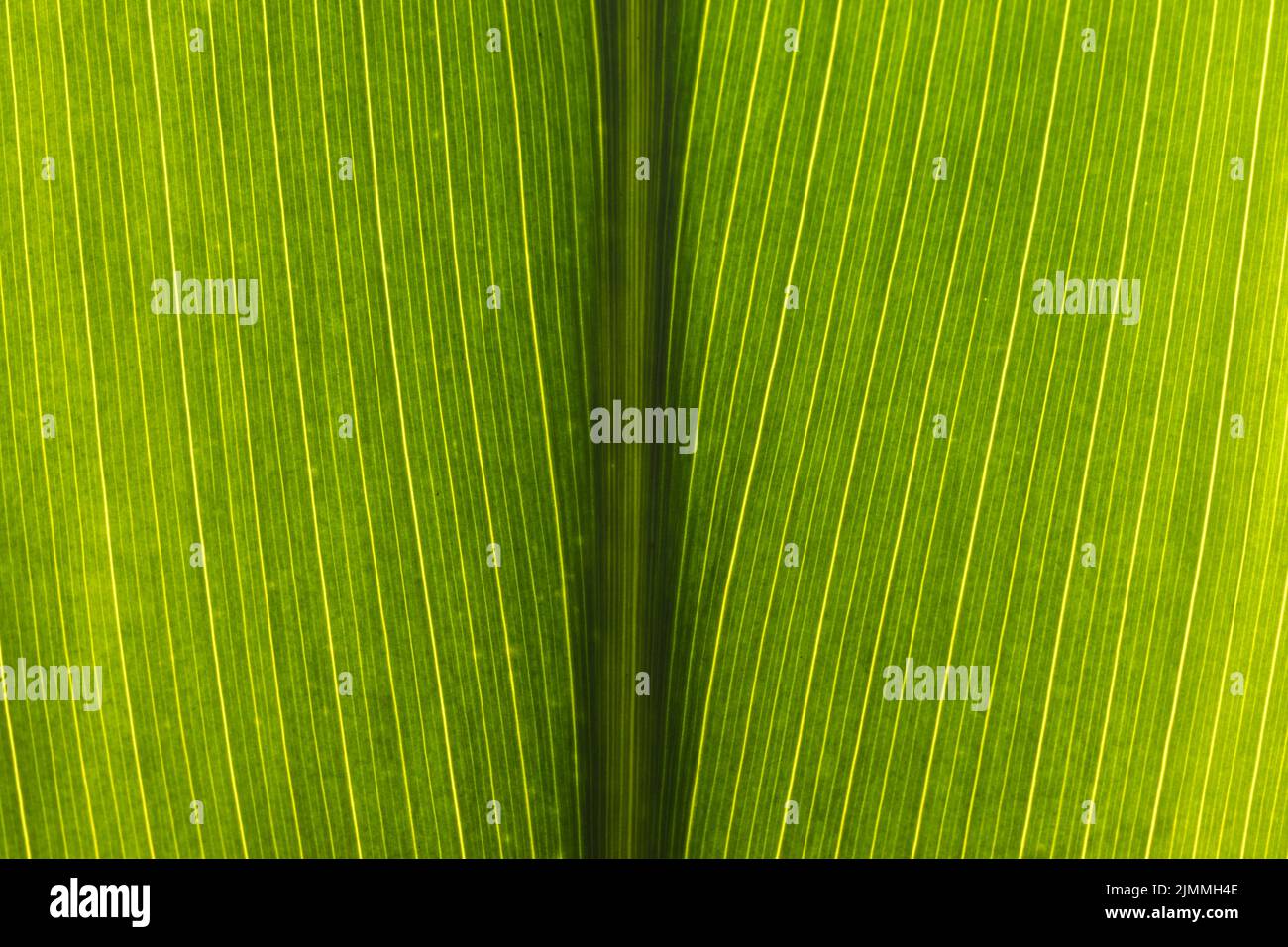 Close up of leaf hi-res stock photography and images - Alamy