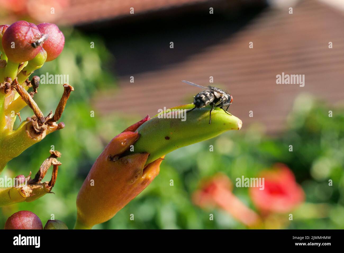 Ce N est Pas Une Fine Mouche 8 Lettres La mouche hi-res stock photography and images - Page 10 - Alamy