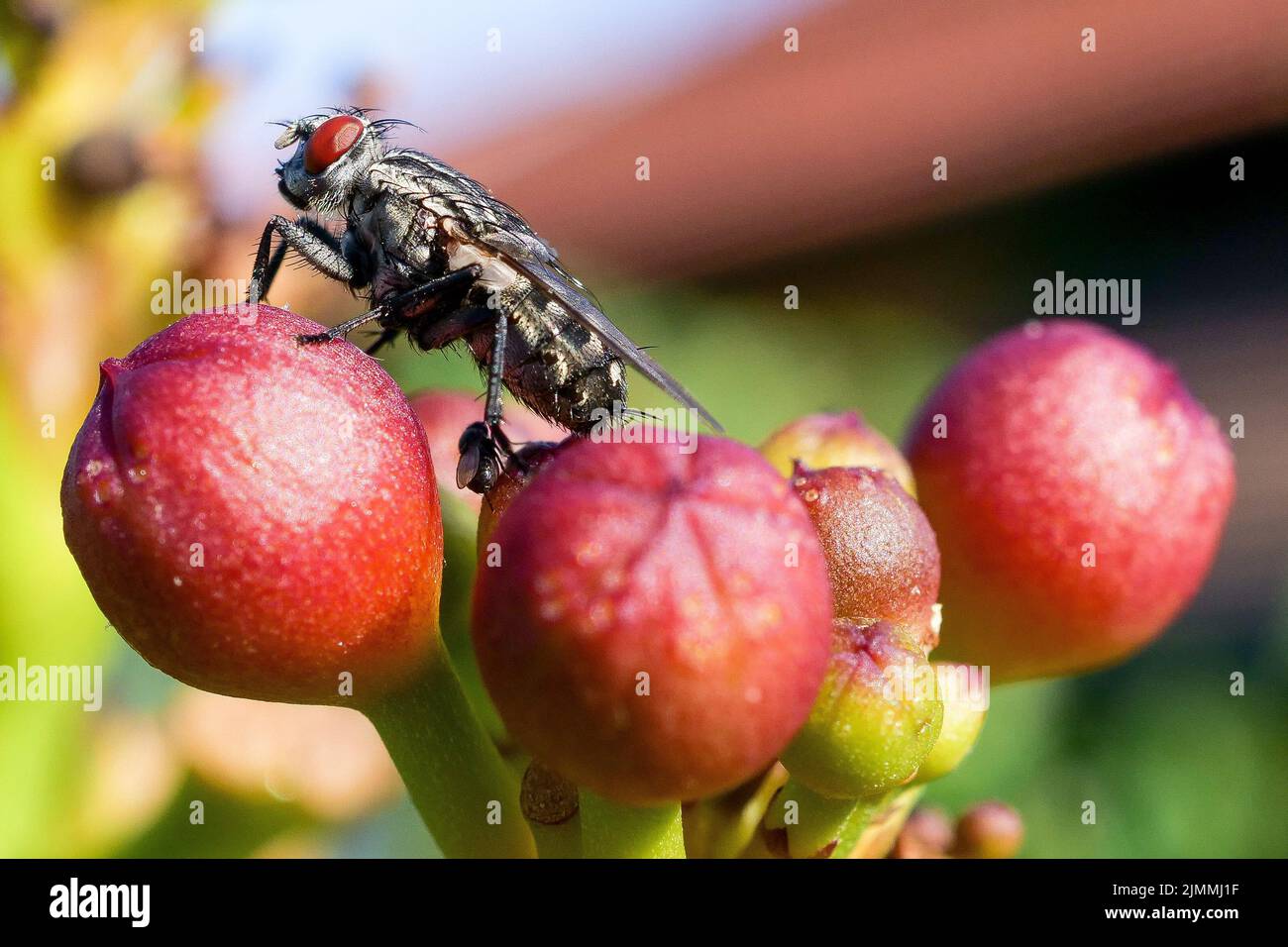 Checkboard fly, Sarcophaga carnaria, Bron, Rhone, AURA Region, Central-Eastern France Stock Photo