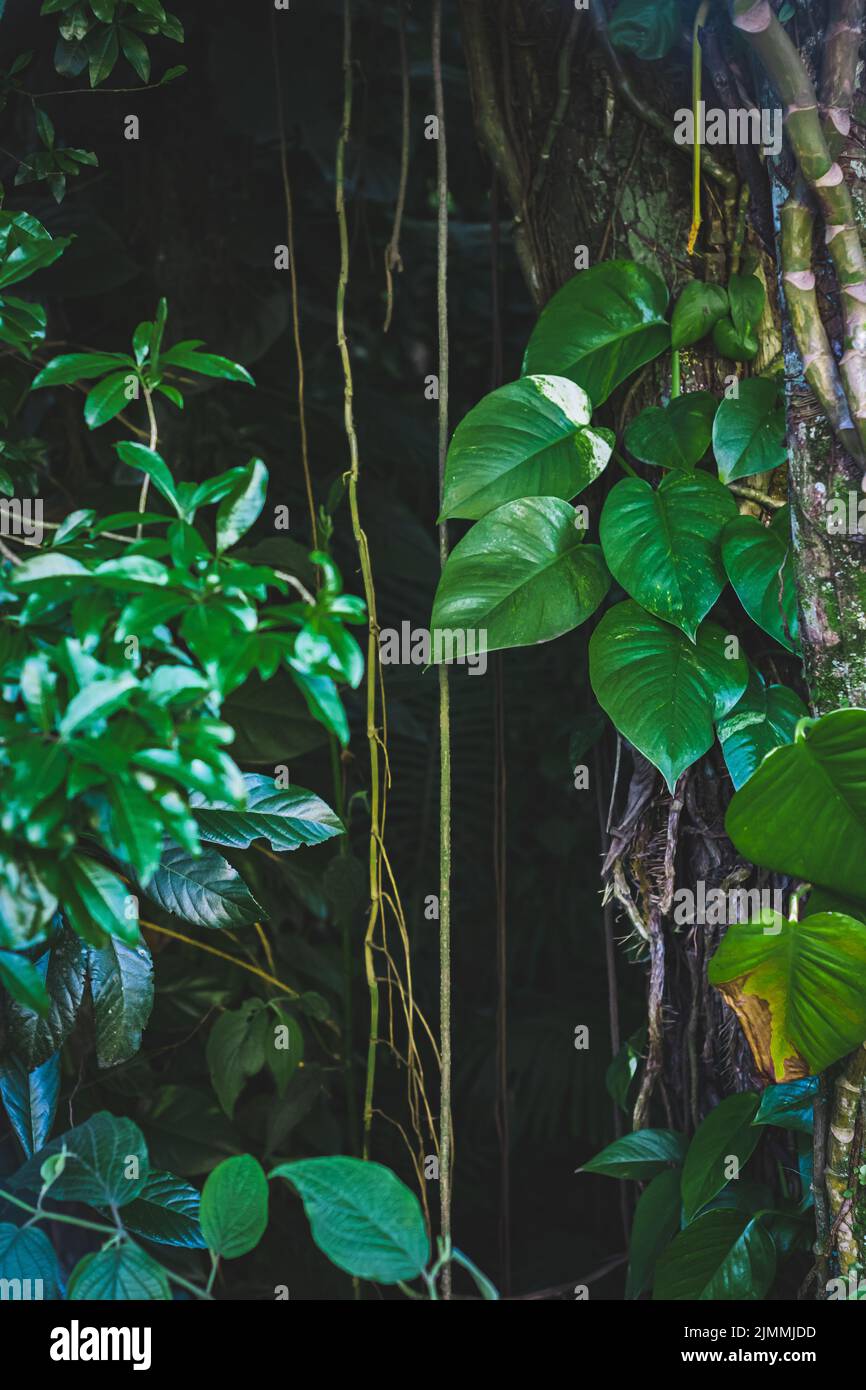 The green leaves of the jungle Stock Photo - Alamy