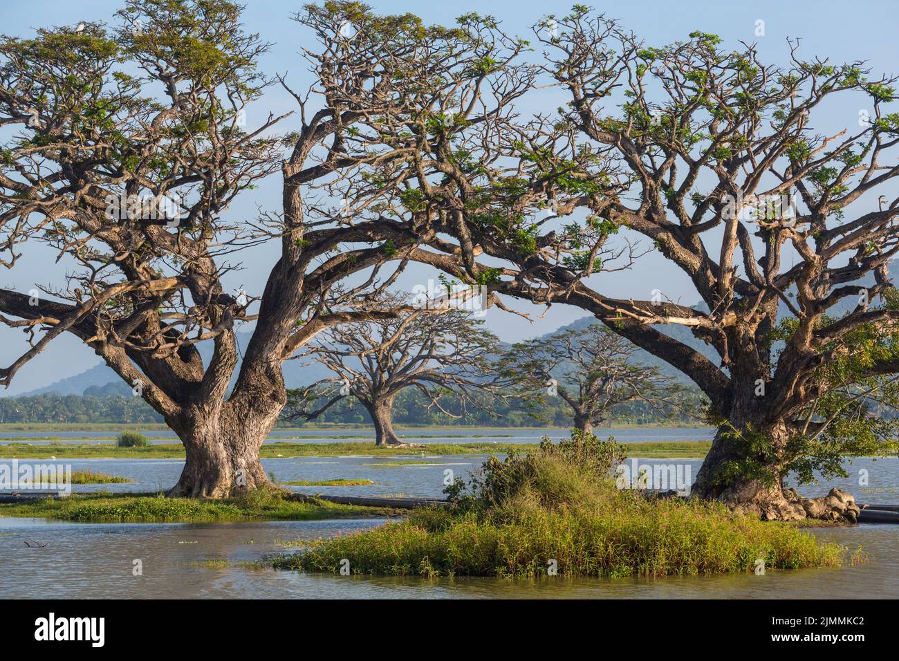 Trees on Sri Lanka Stock Photo Alamy