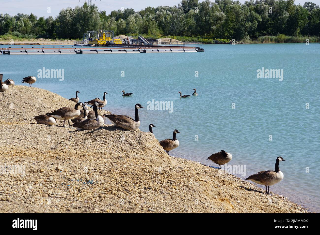 A flock of Canada geese (Branta canadensis) on a lakeshore Stock Photo