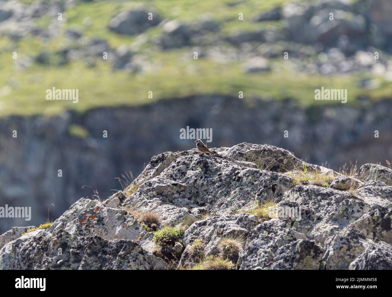 Alpine Accentor (Prunella collaris) on a rocky outcrop Stock Photo