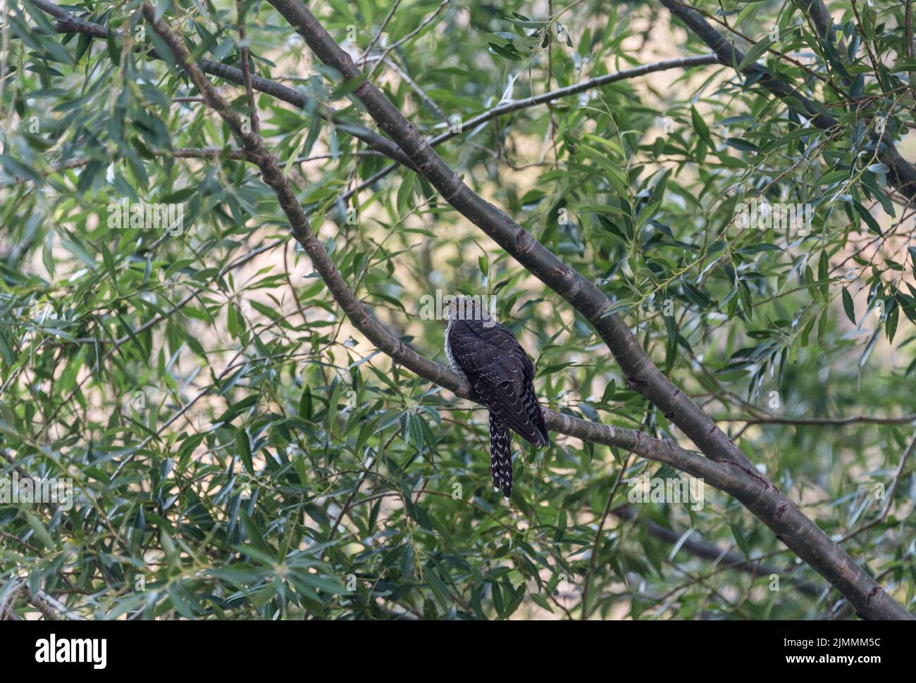 Juvenile Cuckoo (Cuculus canorus) perched in a tree Stock Photo