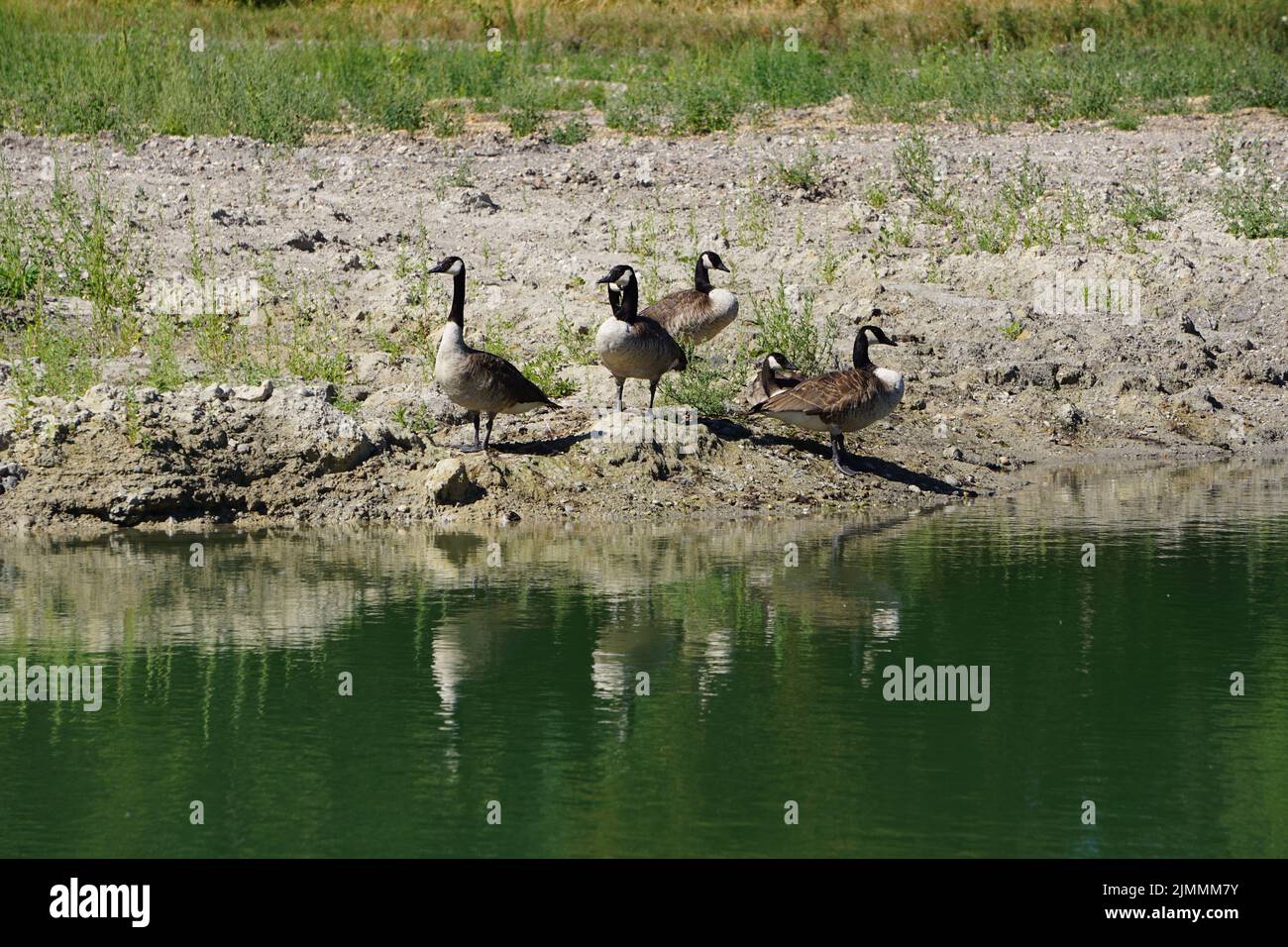 A flock of Canada geese (Branta canadensis) on a lakeshore reflecting in the water Stock Photo