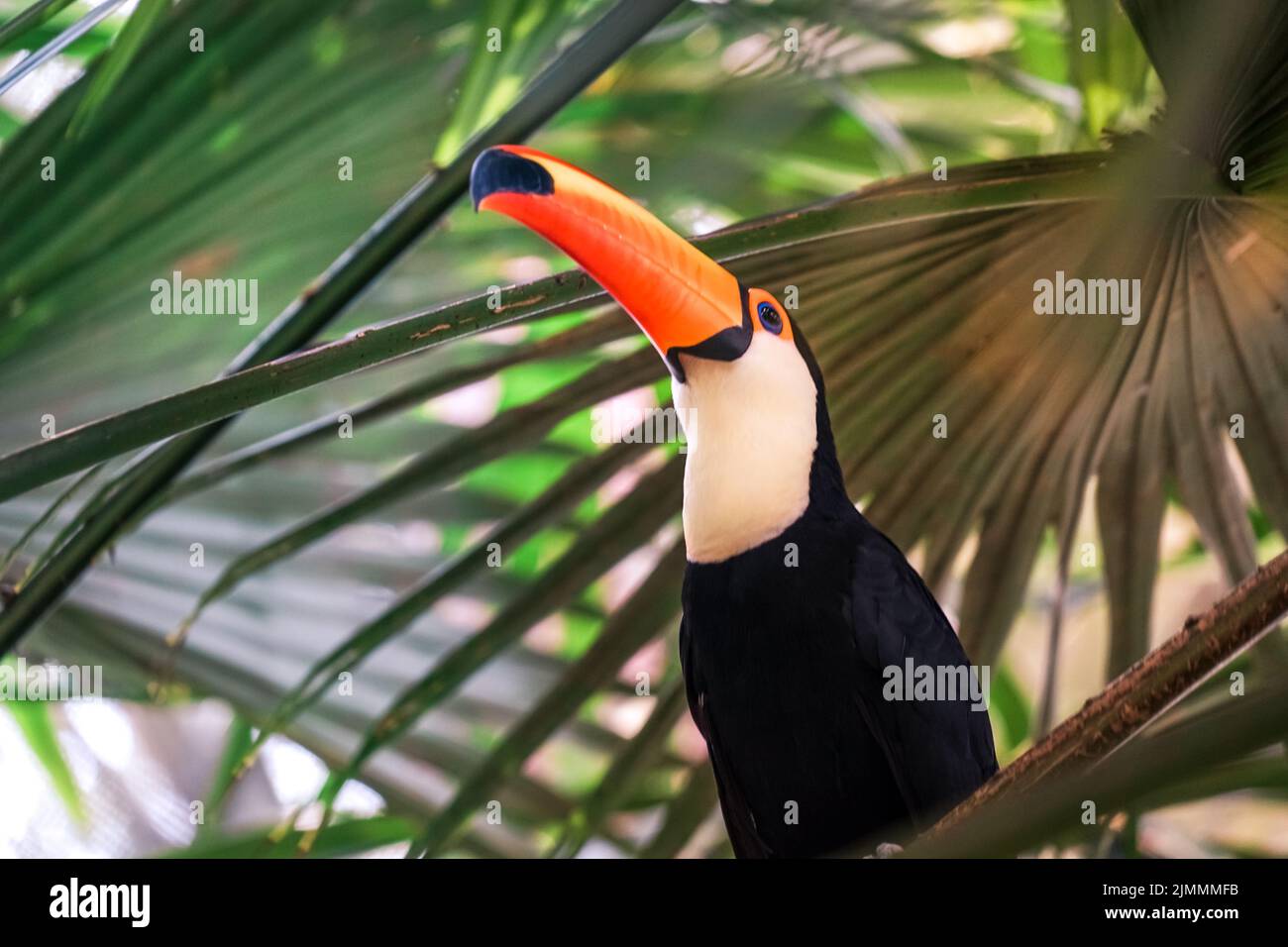 Toco Toucan (colorful tropical bird) Stock Photo