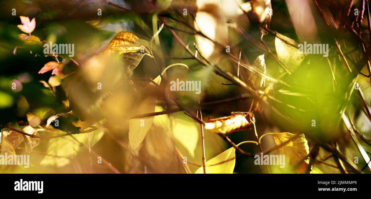 Herbst blÃ¤tter natur farben licht Stock Photo