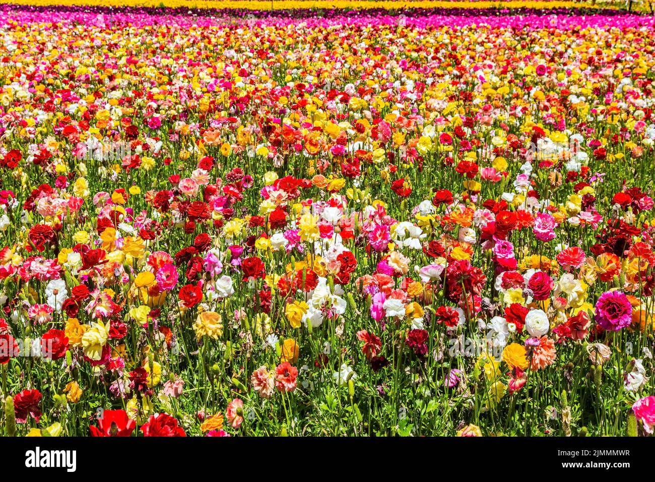 The multicolored buttercups in a field Stock Photo