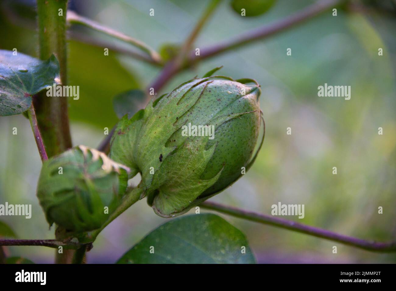Green fruit on the cotton plant Stock Photo Alamy