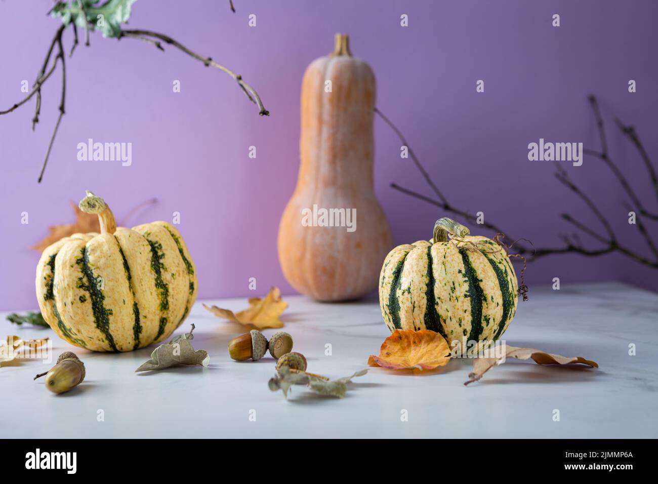 Autumn pumpkin set Halloween holiday concept copy space Stock Photo