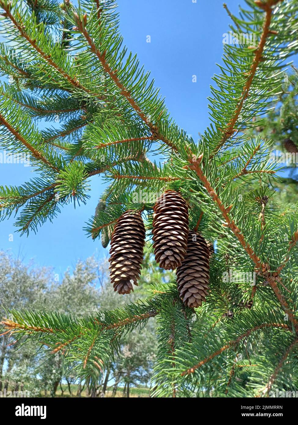 Pine Cones Hanging From a Tree Stock Photo - Alamy