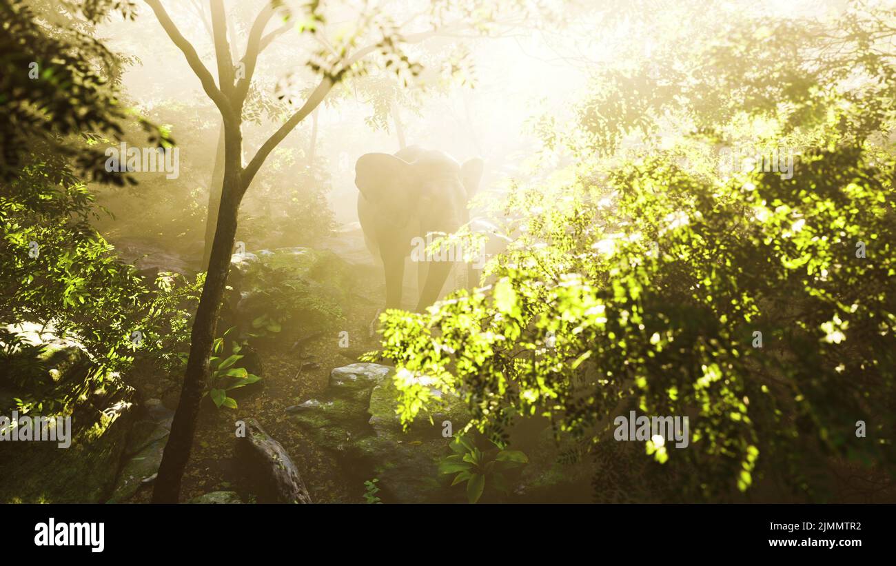Wild bull elephant in the jungle with deep fog Stock Photo
