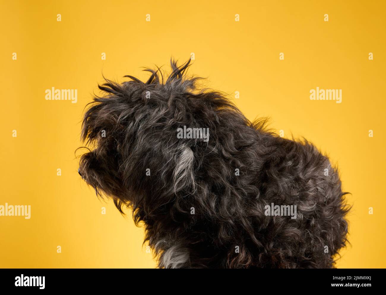 Small black furry dog sits on a yellow background and looks ahead Stock Photo