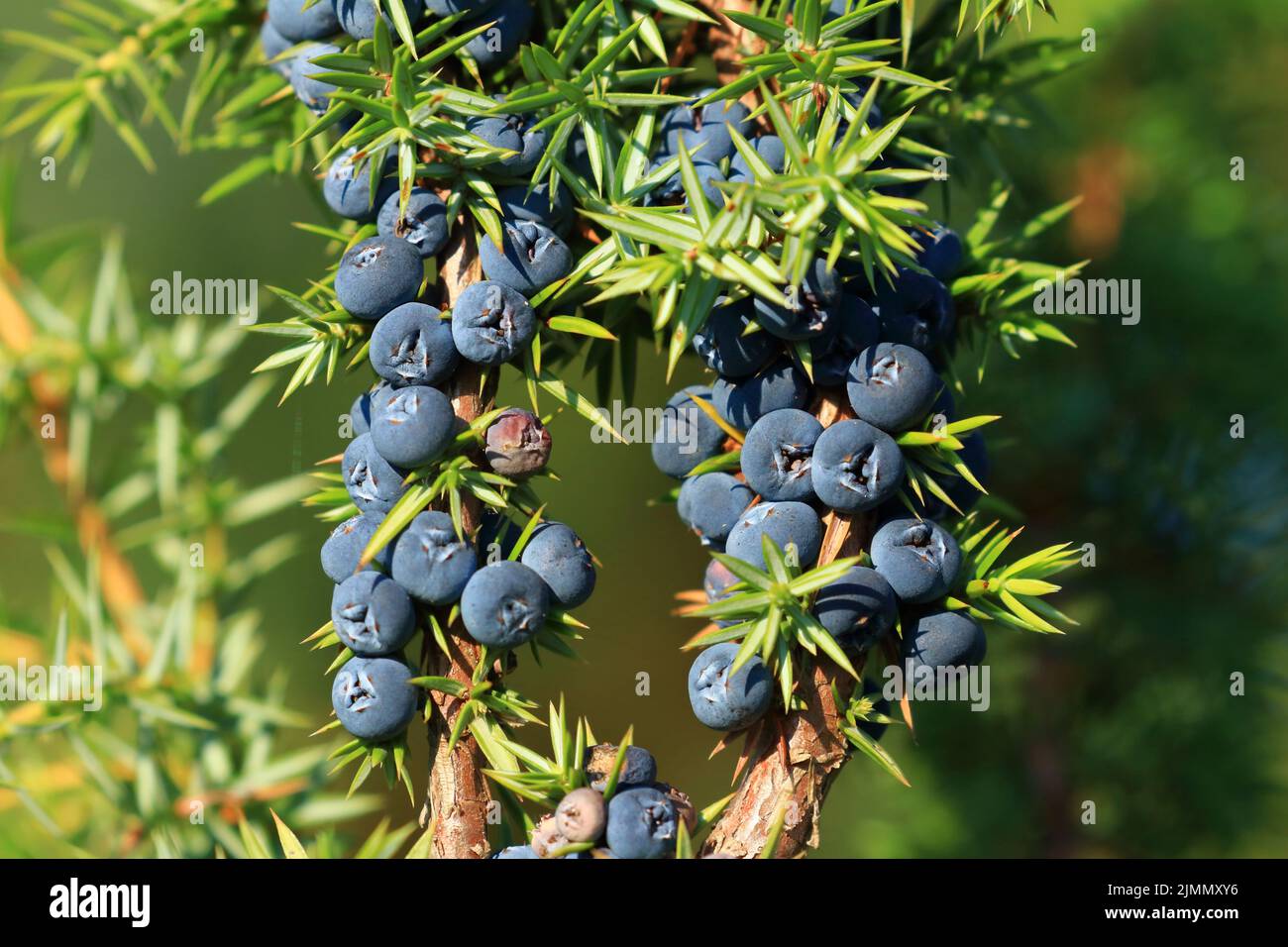 Juniper berries on tree, fresh aromatic fruit, the main ingredient of gin drink Stock Photo