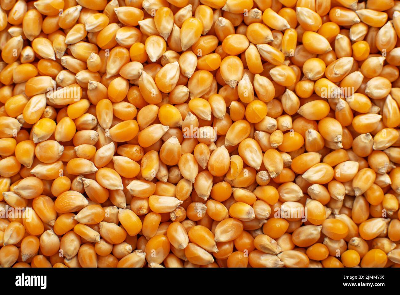 Dry raw corn kernels for making popcorn food background Stock Photo Alamy