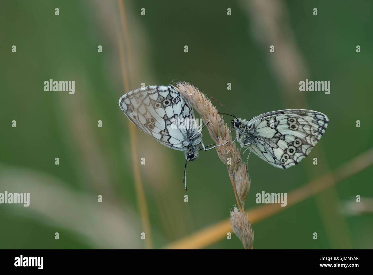 Black and white butterflies hires stock photography and images Alamy