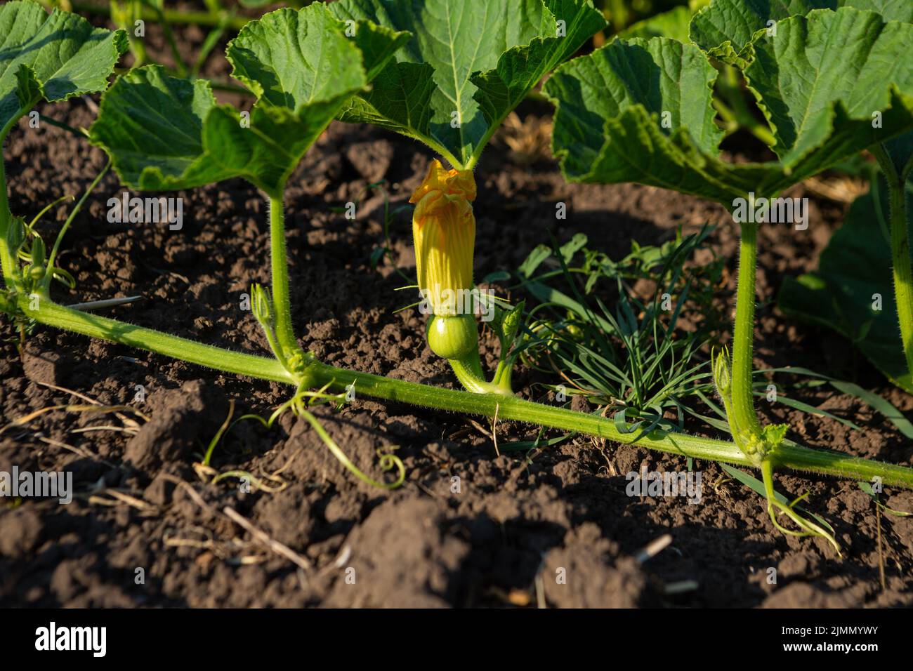 Flower and ovary of pumpkin grows in garden ground Stock Photo