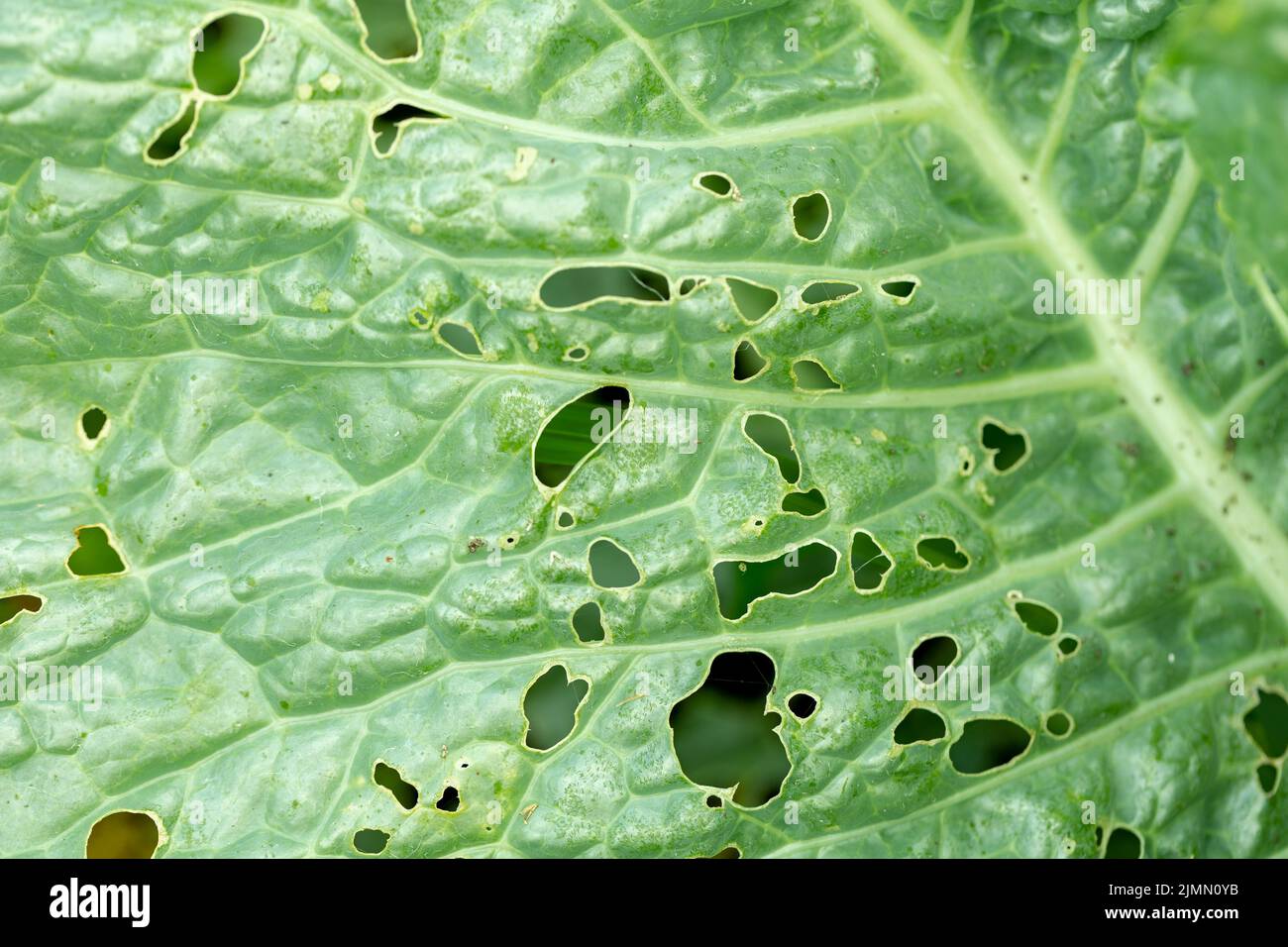 Cabbage damaged by pest closeup. Leaves of cabbage in holes eaten by