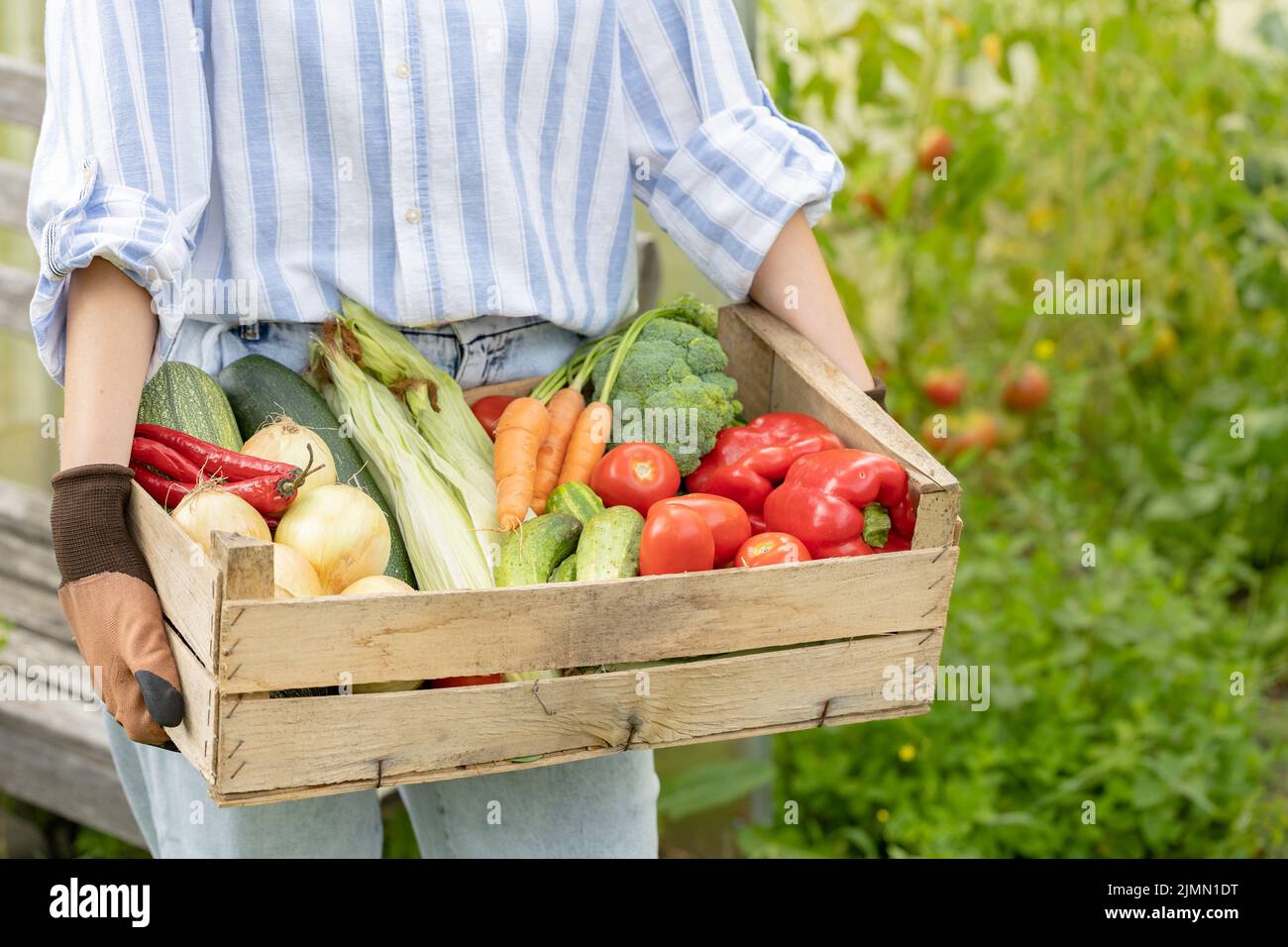 Farmer woman holding wooden box full of fresh raw vegetables in his ...